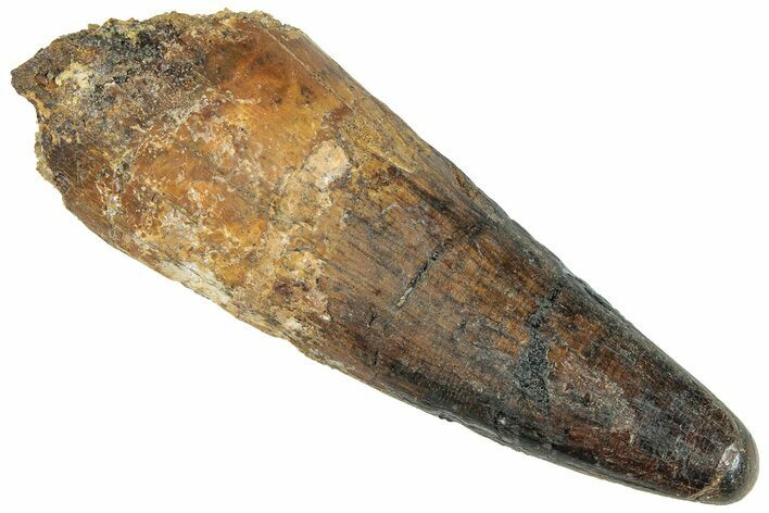 Fossil Spinosaurus Tooth - Real Dinosaur Tooth #296542